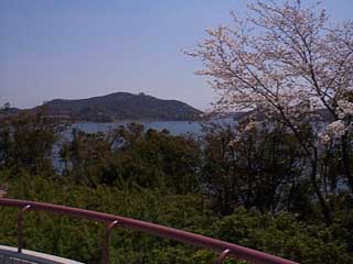 浜名湖の桜